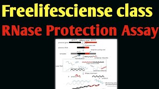 RNase Protection Assay [upl. by Emiatej]