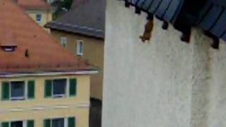 Eichhörnchen in Nürnberg auf Evangelischer Kirche [upl. by Assyli709]