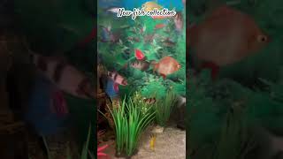 Aquarium New fishes collection shorts ytshort mumbai [upl. by Georges]