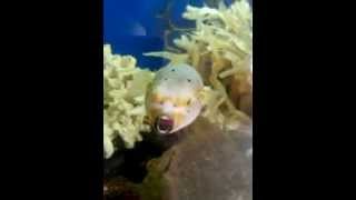 So Cute Fish yawning and blinks Dog face puffer fish [upl. by Anoerb764]