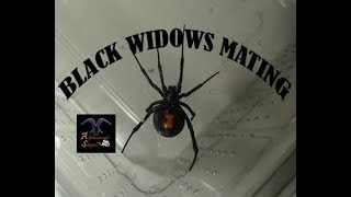 Black Widow spiders mating [upl. by Tri]