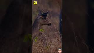 Sambar deer can save your life in jungle wildlife tiger sambardeer shorts [upl. by Ynnoj]