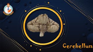 Cerebellum full BanglaDemo [upl. by Ver]