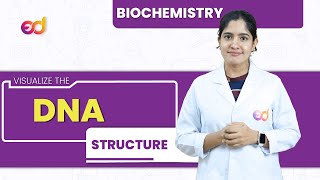 DNA  Structure  Biochemistry  BDS [upl. by Aihsekel]