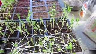 MFG 2015 Vegetable Plant Legginess or Spindly Weak Overly Tall Seeds Starts Light [upl. by Fihsak]