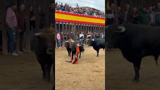 💥 Suelta de varios toros en Traspinedo Valladolid📸 rroouussc [upl. by Jelene272]