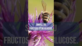 Comment les abeilles fontelles le miel [upl. by Ruddy]