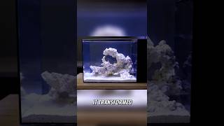 From barren wasteland to thriving ecosystems An aquarium review of Dr Plants build reeftank [upl. by Einrae583]