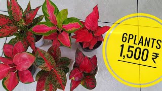 aglaonema combo plants available [upl. by Stenger]