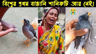 বিশ্বের প্রথম কথা বলা বাঙালি শালিক পাখির জীবন কাহিনী Bird Story150 The life story of Shawl Bird [upl. by Paola]