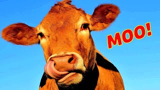 Kids Cow and Bull Videos With Mooing Sound  cows mooing  Мычание коровы и быка  Vacas mugiendo [upl. by Franciskus387]