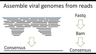 Virus genome assembly and consensus sequence from reads [upl. by Akeme]