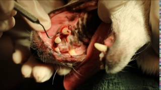 Canine Tooth Abscess [upl. by Anahsirk]