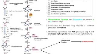 Amino Acid Biosynthesis  Biosynthesis of Chorismate [upl. by Nirik]