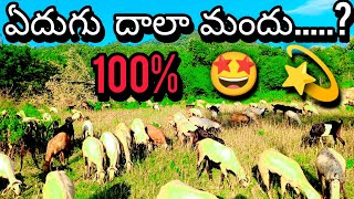 sheep health products videos in Telugu animals for explaining the process videos [upl. by Ern]