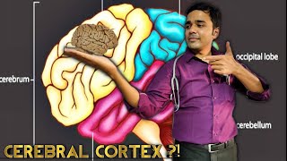 Cerebral Cortex 1  Frontal Lobe  Dr Krunal Dabhi MD [upl. by Grega]