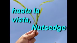 Easiest Way To Kill Nutsedge [upl. by Etteneg834]