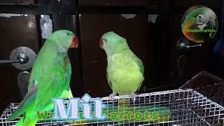 Mithu’s Best Conversations  Parrot Talking Highlights parrot TalkingParrot [upl. by Cornwall391]