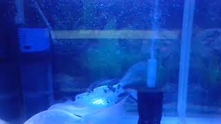 Silent Livestream  Koi Fish [upl. by Yesmar742]