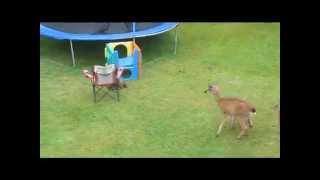 Otter Plays With Baby Deer [upl. by Volney]