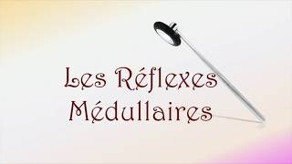 Neurofacile 9  Les réflexes médullaires [upl. by Goren]