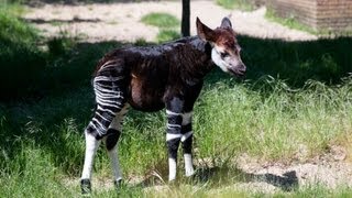 Baby Okapi starts to explore [upl. by Norbert]