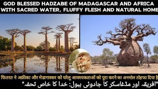 Baobabs The Lifeline for Africa and Madagascar  Massive Hydro Homies [upl. by Tillion]