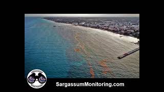 Sargassum Monitoring®  LAST NEWS  Effectiveness of sargassum barriers [upl. by Yahsal]