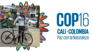 Cop 16 Cali Gregarios del Ciclismo está en vivo [upl. by Htaek]