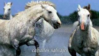 wild horses  Rolling Stones traducido [upl. by Ecilahs]