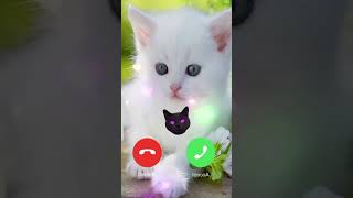 Possessed cat calling me 💀 cat ringtone funny bigcat youtubeshorts views [upl. by Acirehs474]