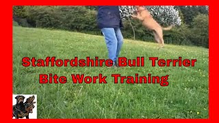 Staffordshire Bull Terrier  Bite Work Training [upl. by Proudfoot336]