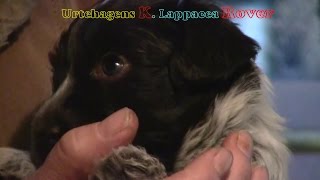 Schapendoes Puppy Chose Owner and Vice Versa [upl. by Ellehsem819]