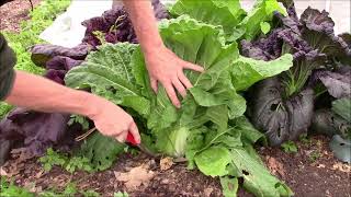 INTERCROPPING Cover Crops in the Fall Garden [upl. by Sandstrom]