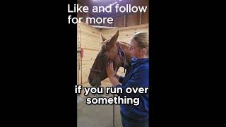 How to Identify and Release Horse Jaw Tension [upl. by Hecklau]