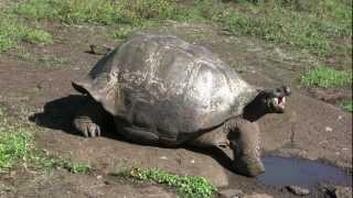 Growling Galapagos giant tortoise [upl. by Nyrahs682]