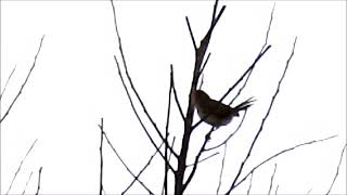 Wailing Cisticolas one note call [upl. by Infeld]