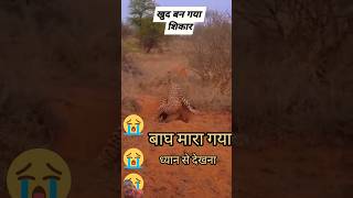 animals lion wildlife leopard wildanimals automobile varshamusic football facts gdphysical [upl. by Aron]