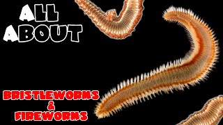 All About Bristle Worms and Fire Worms [upl. by Ludie49]