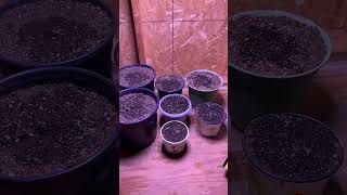 LED Grow light from Home Depot [upl. by Esmerolda]