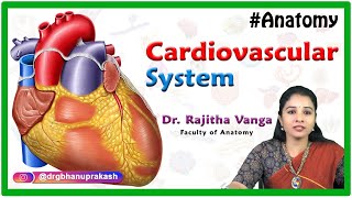 Introduction to Cardiovascular System  General anatomy [upl. by Adnawahs]