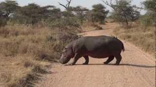 Hippo crossing road at Lemala Ewanjan Camp area  Serengeti  July 2012 [upl. by Droffilc]