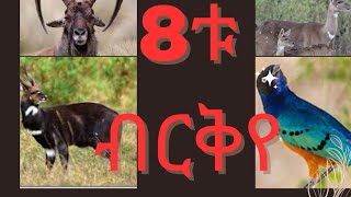 በኢትዮጵያ የሚገኙ ብርቅየ እንስሳት  ethiopian endemic animals wildlife [upl. by Elfreda]