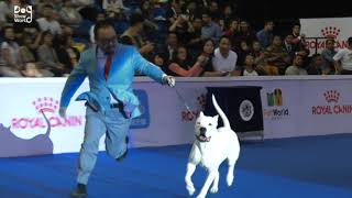 National dog show 2024  Dog show 2024 [upl. by Key]