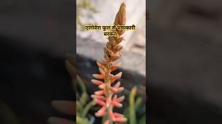 एलोवेरा फूल से चमत्कारी फूल🤔 nature🌿 alovers plants🍃 naturelovers motivation shorts ytshorts [upl. by Jago]