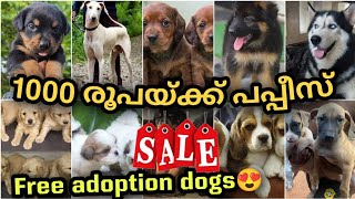 30 😱രൂപ മുതൽ PETS വന്നു🔥🔥 കുറഞ്ഞ വിലയിൽ അടിപൊളി PETS  Free adoption dogs  PETS POINT [upl. by Ruffin166]