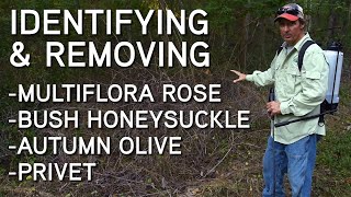 Identifying And Removing Invasive Species  Multiflora Rose Bush Honeysuckle Privet Autumn Olive [upl. by Dieball]