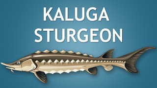 Elltharis  KALUGA STURGEON 5★ [upl. by Frazer469]