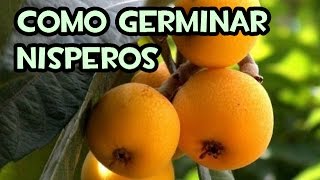 Como Germinar Nísperos [upl. by Atined523]