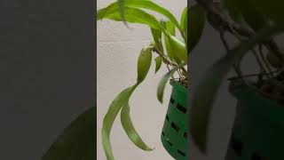 Coelogyne Fimbriata [upl. by Bywoods]